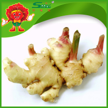 spicy Fresh Chinese Mature Ginger best ginger for ginger tea